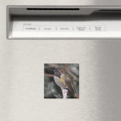 Hummingbird. Magneet (Insitu (Vaatwasser))