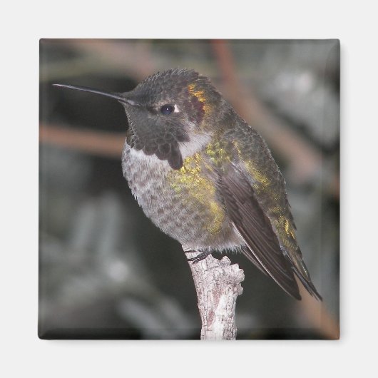Hummingbird. Magneet (Voorkant)