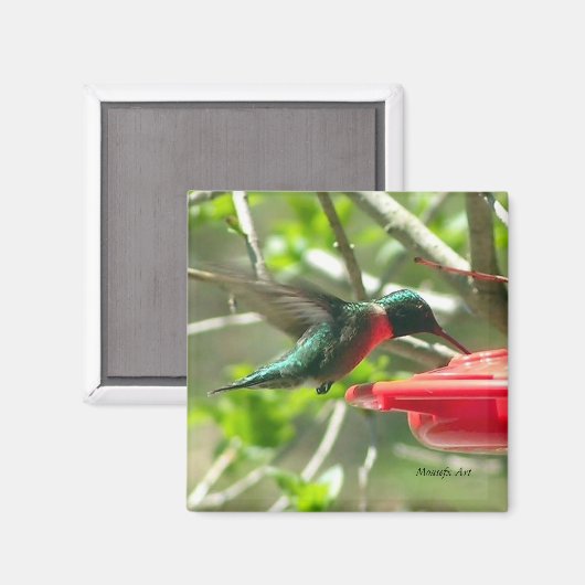Hummingbird Magnet (Voorkant / Achterkant)