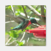 Hummingbird Magnet (Voorkant)