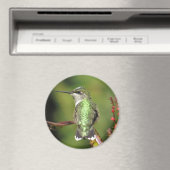 Hummingbird Magnet (Insitu (Vaatwasser))