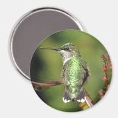Hummingbird Magnet (Voorkant / Achterkant)