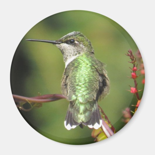Hummingbird Magnet (Voorkant)