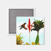 Hummingbird Magnet (Voorkant / Achterkant)