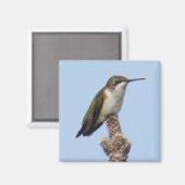 Hummingbird Magnet (Voorkant / Achterkant)