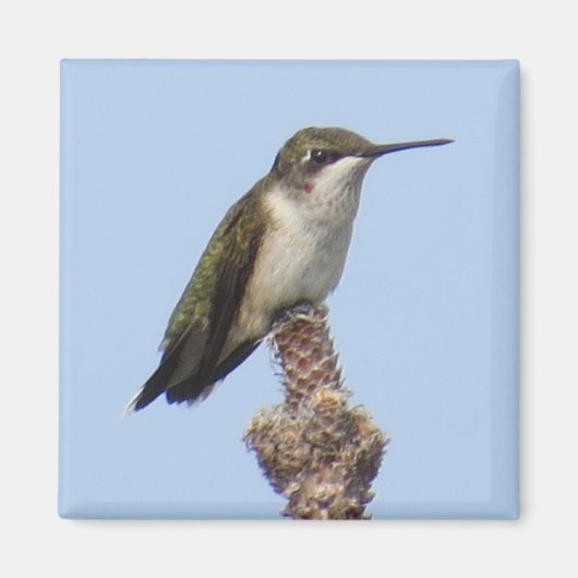 Hummingbird Magnet (Voorkant)