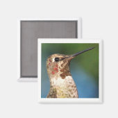 Hummingbird Magnet (Voorkant / Achterkant)