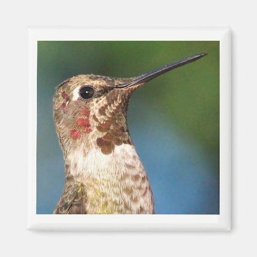 Hummingbird Magnet (Voorkant)