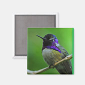 Hummingbird Magnet (Voorkant / Achterkant)