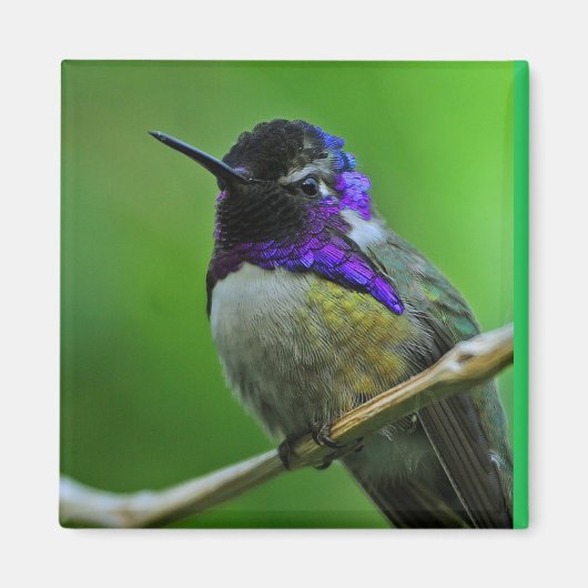 Hummingbird Magnet (Voorkant)