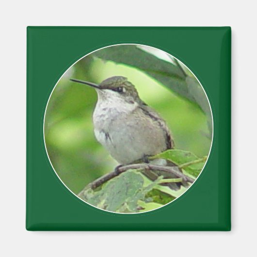 Hummingbird Magnet (Voorkant)