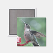 Hummingbird magnet (Voorkant / Achterkant)
