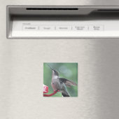 Hummingbird magnet (Insitu (Vaatwasser))