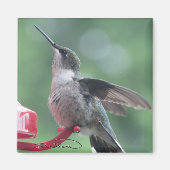 Hummingbird magnet (Voorkant)