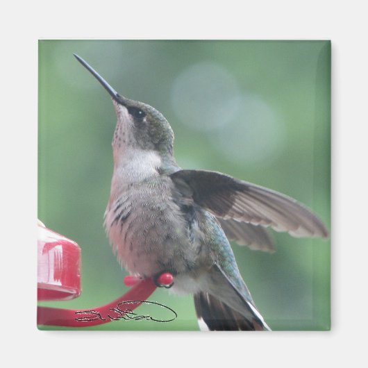 Hummingbird magnet (Voorkant)