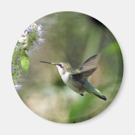Hummingbird Magnet