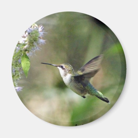 Hummingbird Magnet (Voorkant)