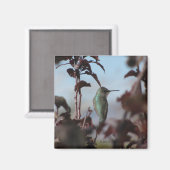 Hummingbird Magnet (Voorkant / Achterkant)
