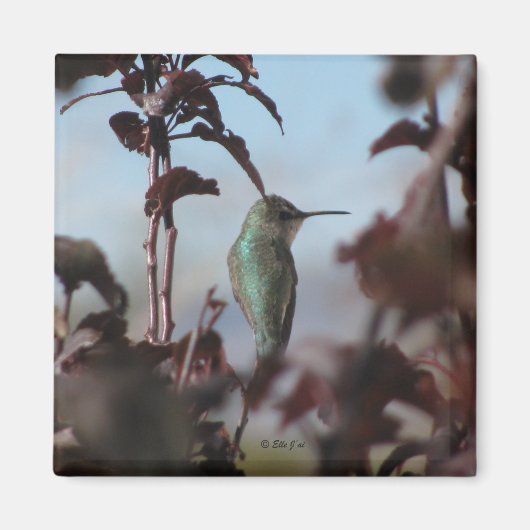 Hummingbird Magnet (Voorkant)