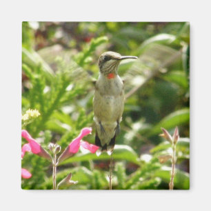 Hummingbird & Maraschino Magneet