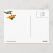 Hummingbird Meal Briefkaart (Achterkant)