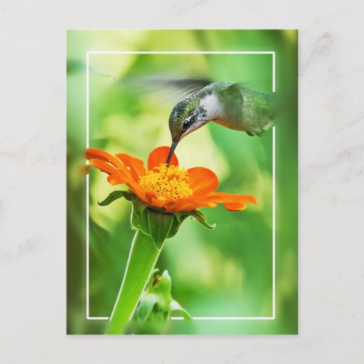 Hummingbird Meal Briefkaart (Voorkant)