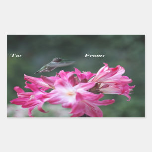 Hummingbird met belladonna lilies gift label