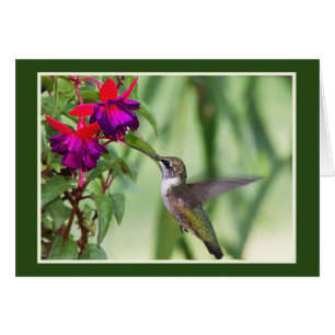 Hummingbird met Fuchsia