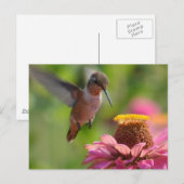 Hummingbird met Zinnias Briefkaart (Voorkant / Achterkant)