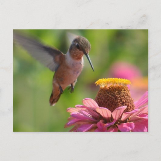 Hummingbird met Zinnias Briefkaart (Voorkant)