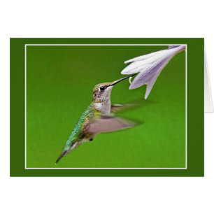 Hummingbird met zomerhypothese