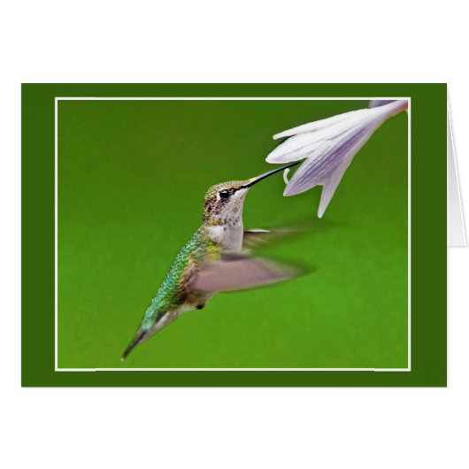 Hummingbird met zomerhypothese (Voorkant Horizontaal)