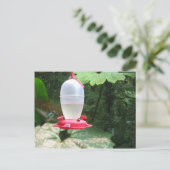 Hummingbird - Monteverde, Costa Rica Briefkaart (Staand voorkant)