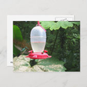 Hummingbird - Monteverde, Costa Rica Briefkaart (Voorkant / Achterkant)