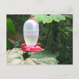 Hummingbird - Monteverde, Costa Rica Briefkaart