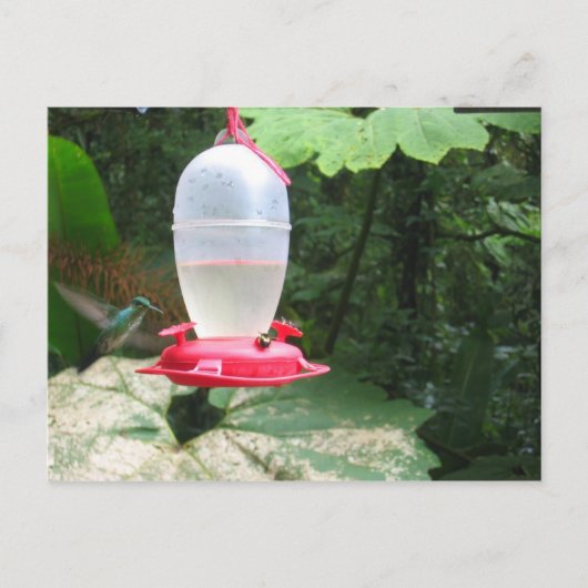 Hummingbird - Monteverde, Costa Rica Briefkaart (Voorkant)