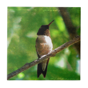 Hummingbird Morning Tegeltje