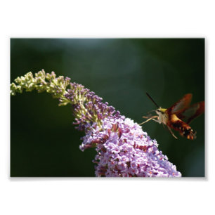 HummingBird Moth 7 x 5 Fotografische Afdruk