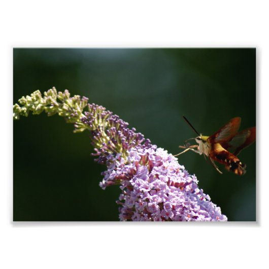 HummingBird Moth 7 x 5 Fotografische Afdruk (Voorkant)