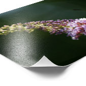 HummingBird Moth 7 x 5 Fotografische Afdruk (Hoek)