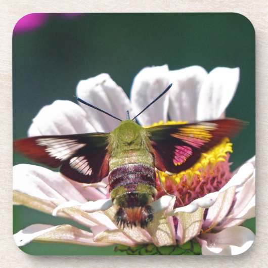 Hummingbird Moth Bier Onderzetter (Voorkant)