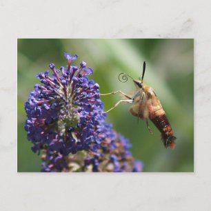 Hummingbird Moth Briefkaart