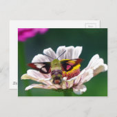 Hummingbird Moth Briefkaart (Voorkant / Achterkant)