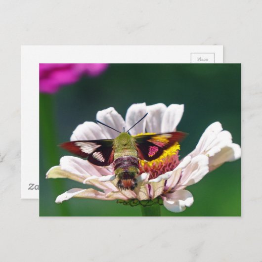 Hummingbird Moth Briefkaart (Voorkant / Achterkant)