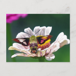 Hummingbird Moth Briefkaart