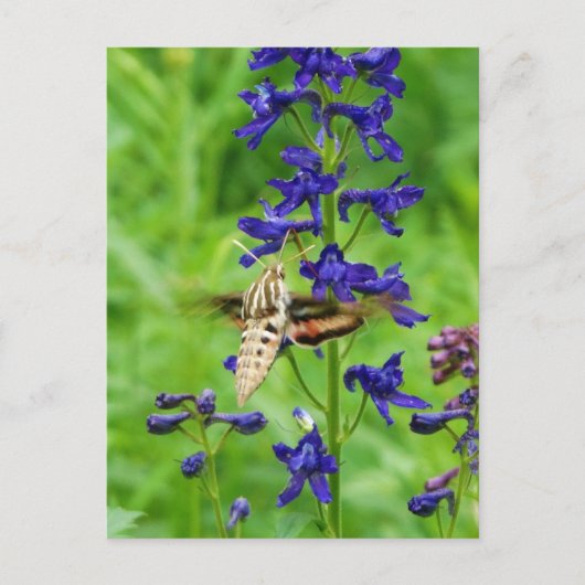 Hummingbird moth briefkaart (Voorkant)