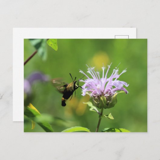Hummingbird Moth Briefkaart (Voorkant / Achterkant)