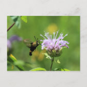 Hummingbird Moth Briefkaart (Voorkant)