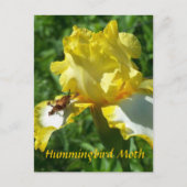 HUMMINGBIRD MOTH BRIEFKAART (Voorkant)