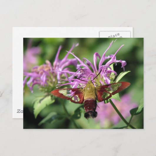 Hummingbird Moth Briefkaart (Voorkant / Achterkant)